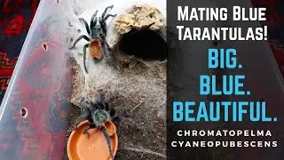 Tarantula Pairing: Green Bottle Blue | 3 TRIES & SHE ALMOST KILLED HIM!