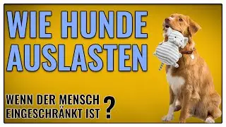 Hund auslasten - so klappt es auch wenn du eingeschränkt bist - TGH 382