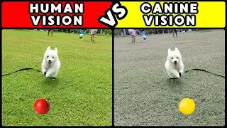 How Do Dogs REALLY See the World? Science Reveals the Truth!