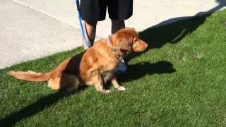 Orry chasing a squirrel at U of M campus....