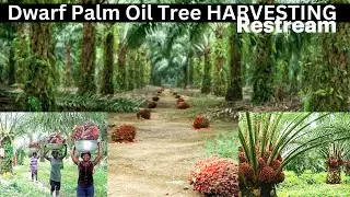 DWARF PALM OIL TREE HARVESTING | SATISFYING ASMR SOUNDS | PALM OIL HARVESTING SEASON