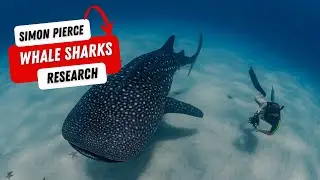 Learning About Whale Sharks with Simon Pierce: Building a Research Program