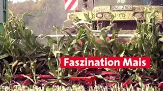 Faszination Mais | Von der Leidenschaft zur Sorte