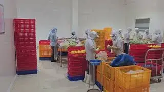 IQF Fruit Factory Tour - Feb 2024