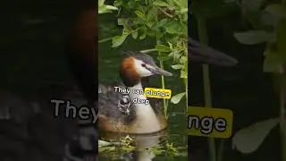 Fascinating info on Grebe #animals #Grebe #wildlife #shorts
