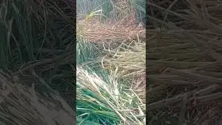 Sugarcane cutting 2022-23 | Punjab mills sugar price today | sugar rate today 2022-33|Ganne ka rate