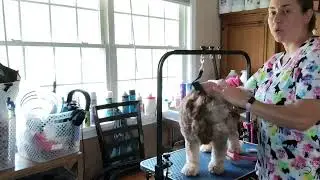 How to properly brush a dog