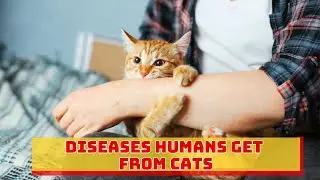 Заболевания, которыми люди могут заразиться от кошек?