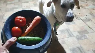 What my 16-year-old dog ate today - dog food, tomatoes, carrot, cucumber, supplements