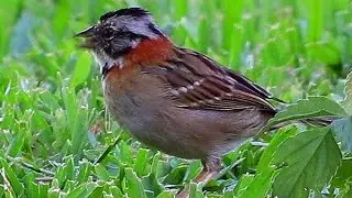 Roufos-collard Sparrow - Stunning brown patterns and rust red neck on this most beautiful sparrow.