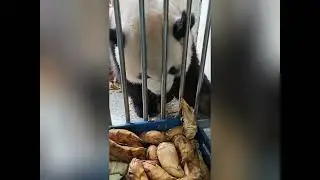 A basket of fresh bamboo shoots&mdash;Panda helps itself freely and eats to its heart's content!