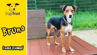 Bruno the Cutest Little Boy is a Terrier Looking for a Home! | Dogs Trust Salisbury