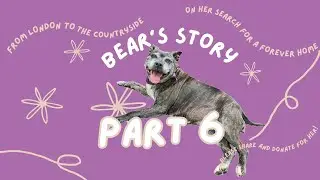 Part 6- Brave Rescued Dog Bear Is Admitted To Hospital With Pancreatitis