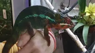 Stunning Ambilobe Panther Chameleon