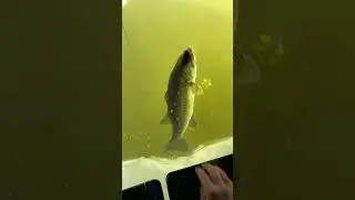 A bonus fish ￼while #spearfishing #likeandsubscribe #comment #fishing #sitka #outdoors #icefishing