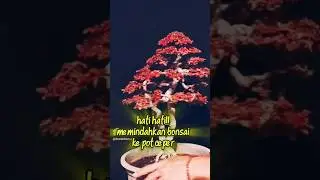 Hati&sup2; memindahkan bonsai ke pot ceper #dosenbonsai #bonsai #bonsaiinspirasi #bonsaitree #nature