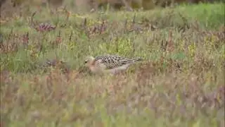 Buff-breasted Sandpiper Llanrhidian 22Sep11.wmv