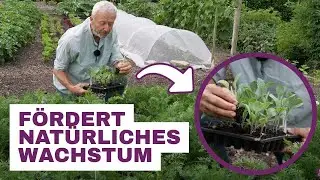 Warum Pflanzen in Gemeinschaft besser gedeihen &ndash; Interplanting f&uuml;r nat&uuml;rlichen Wuchs ohne Umgraben