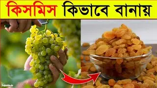 কিভাবে কিসমিস চাষ করা হয়? | Raisin Farming | SajalsHub