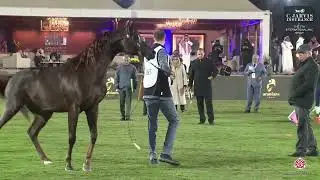 N 365 D RAWAJ   The 7th International AHC Show   Stallions 7 9 Years Old Class 11