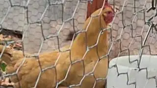 Cluckstorm Chronicles: Chickens Braving the Rain 🌦️