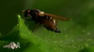 Fly Mating Behaviour