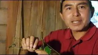 El uso curativo del Guayac&aacute;n
