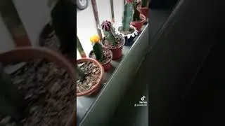 Beautiful grafted cactus ☺️🌵🌵Please subscribe to our channel 😘😘😘