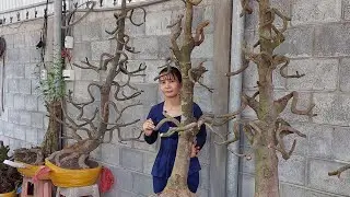 Bi MAI VÀNG MIỀN TÂY đang phát trực tiếp!096.96.56.734