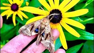 Blinded Sphinx Moth Study