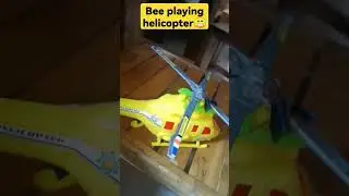 Bee playing😁 #reels #myhappiness #fbreels#animals #bubuyog #insectlover#larshinereels