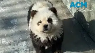 Chinese Zoo dyes chow chow dogs to resemble pandas