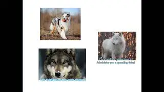 Omg r we in trouble???#therian #theriandog#otherkin#therianwolf