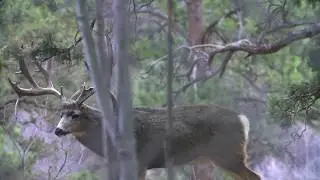 E5 Mule Deer Minute 