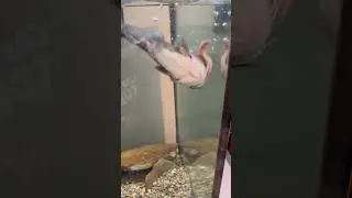 Hand feeding my pet bullhead catfish a nightcrawler