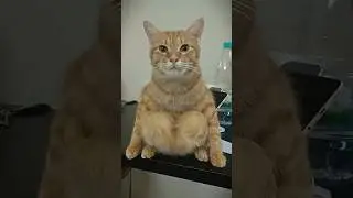 When You Raise an Orange Cat 😂