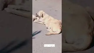 Street dogs of Afghanistan/#dog #shorts #short