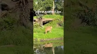 LION AT AUCKLAND ZOO