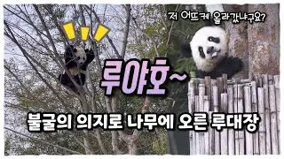 비상🚨또 나무에 올라간 의지의 루대장🐼퇴근했다가 엄마모시러 온 퇴근요정 후요미