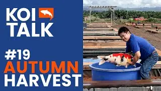 Autumn Harvest | Keeping Koi in Azukari | Koi Talk | Ep #019