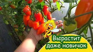 Томат ЧИБИС мал да удал от Гавриш / Для открытого грунта / Посажу и в новом сезоне