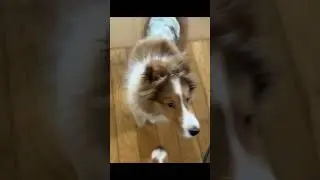Hinata | 4 months old #Life with a dog #Sheltie #puppy