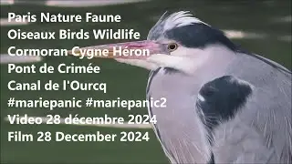 Paris Nature Faune Oiseaux Pont de Crim&eacute;e #mariepanic 28 dec 2024 #cormoran #cygne #heron #wildlife