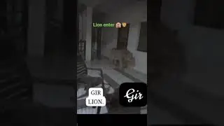 lion enter home 🦁#gir #gujrat #lion #village #india #home #lions