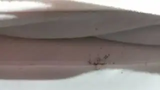 Bed Bugs Found in Crevices of Mattress