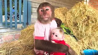 Heartwarming Hero!CUTIS Smart protects baby monkey from bad guys!