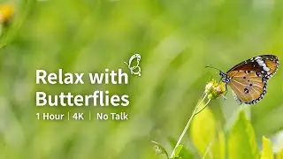 1 Hour of Relaxing Butterfly Scenery with Calming Music 🏞️#Butterfly #NatureVideo #relaxing