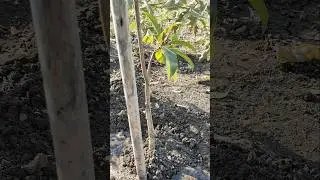 watered the sapota plant #nature #farming #sapotaplant #shorts