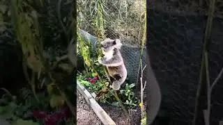 when a koala tries to scale but ends up falling