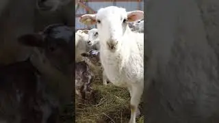 Sheep nutrition